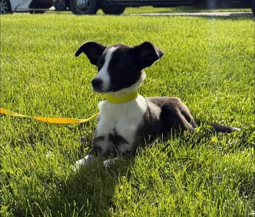 AKIRA MAVIS - Border Collie / Boxer available for adoption