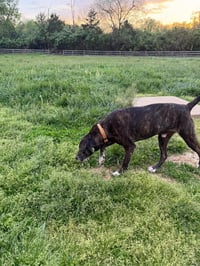Winston - Photo 3