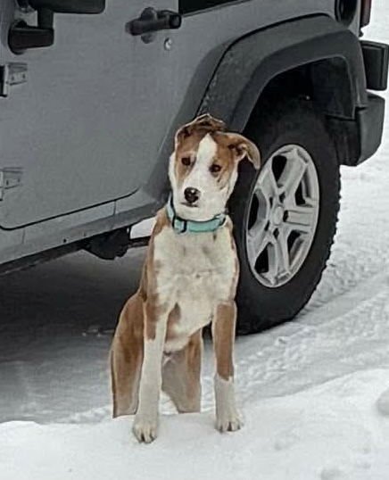 KRYPTO - Australian Shepherd available for adoption