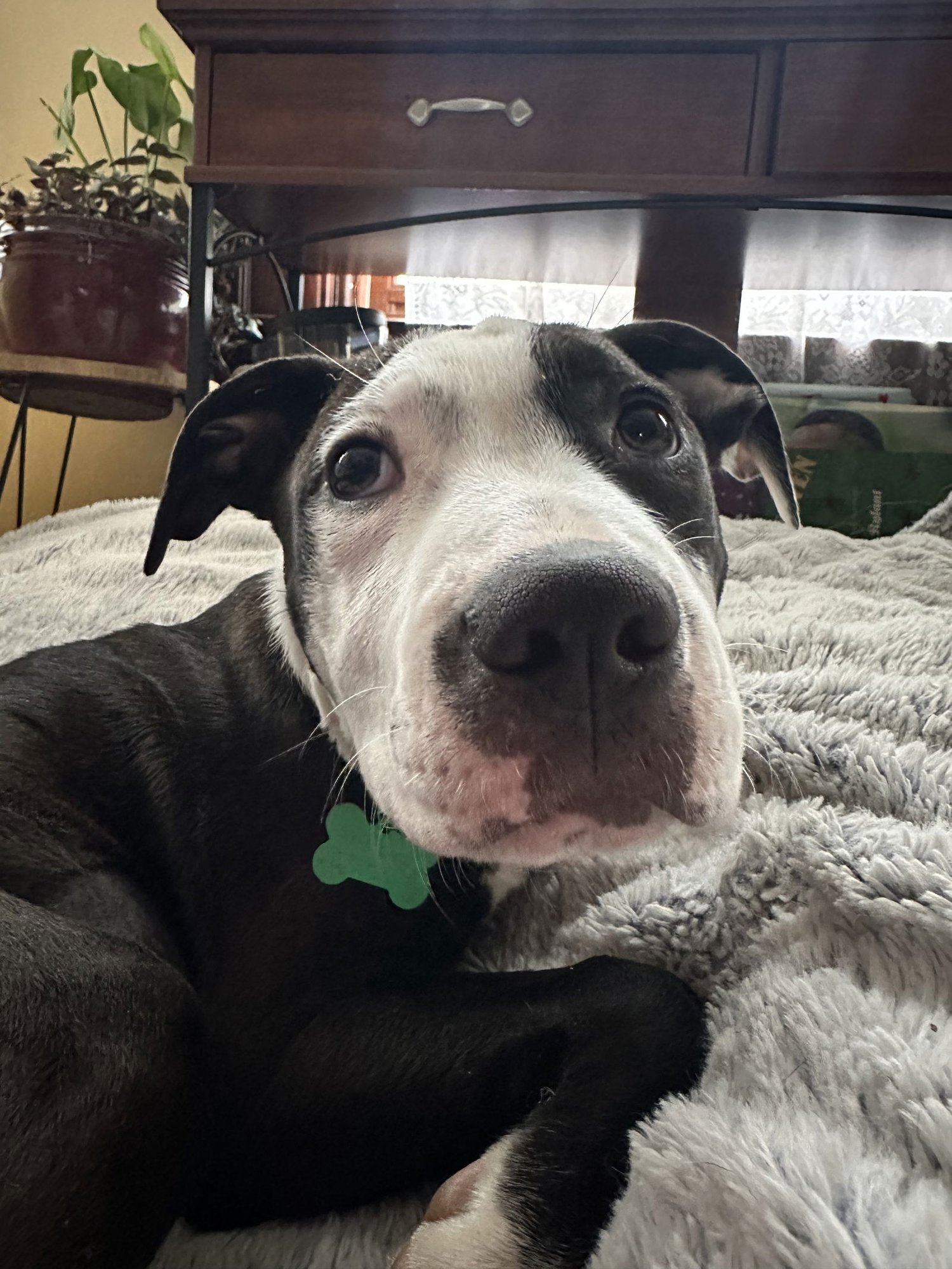 LOBLOLLY PINE - American Pit Bull Terrier available for adoption