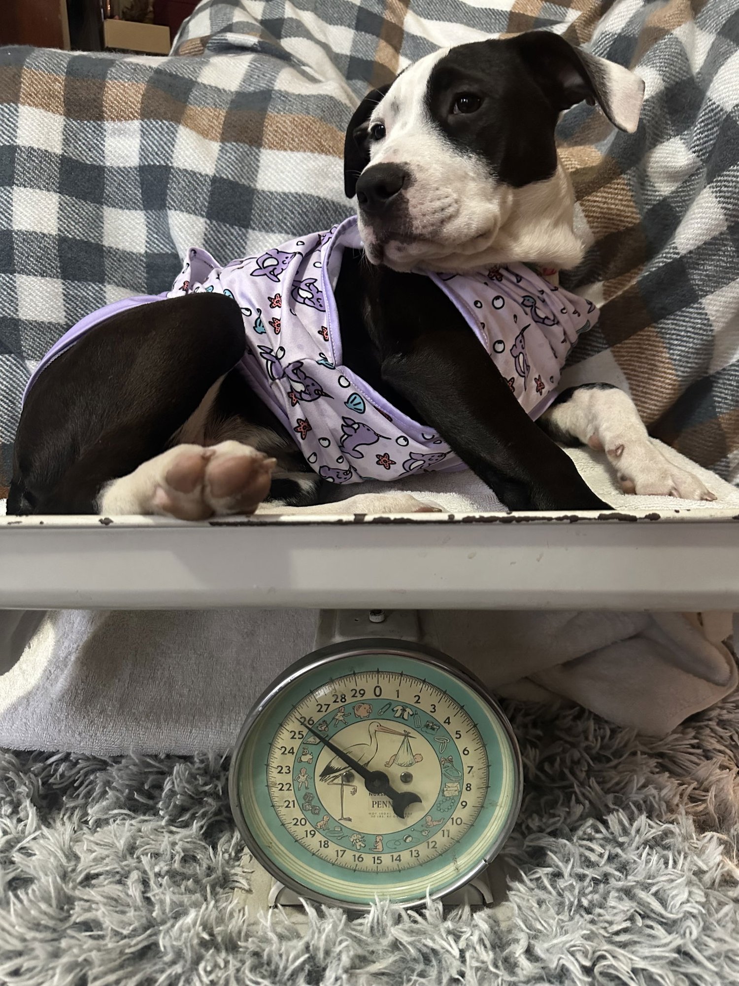 Loblolly Pine - Photo 3