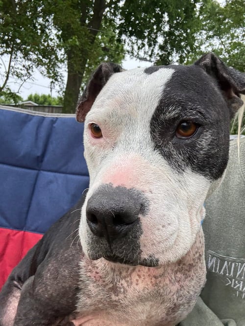 JAR JAR BINKS - American Pit Bull Terrier available for adoption