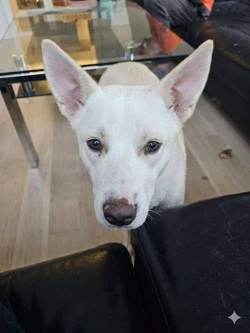 BELLIS - Unknown available for adoption