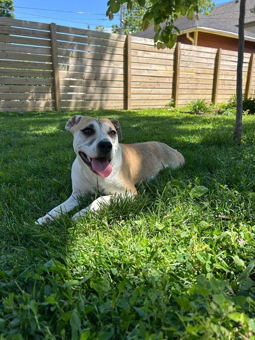 LURIA - Hound available for adoption