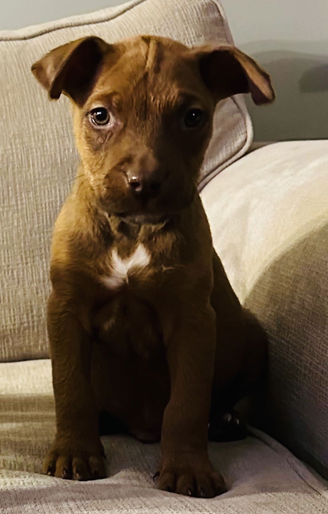 DADDY DEWDROP - American Pit Bull Terrier available for adoption