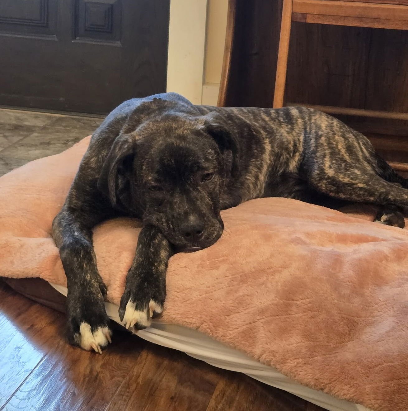 DEXI - Mastiff available for adoption
