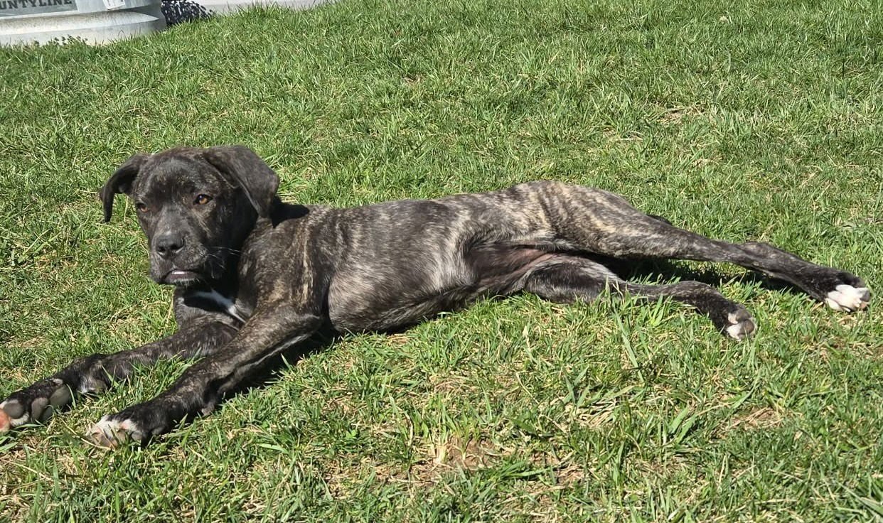 DEXI - Mastiff available for adoption