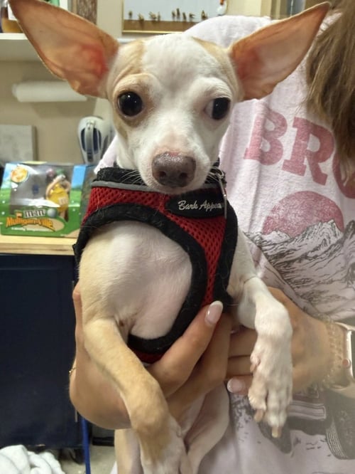 SCOOPS - Chihuahua for adoption in Kenosha