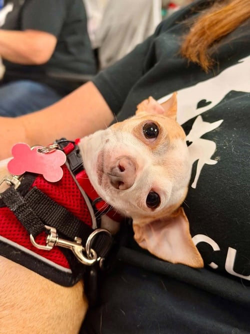 SCOOPS - Chihuahua available for adoption
