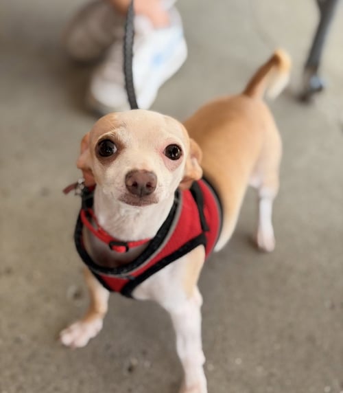 SCOOPS - Chihuahua for adoption in Kenosha