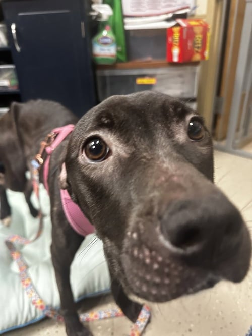 PARKER POSEY - Pit Bull Terrier available for adoption