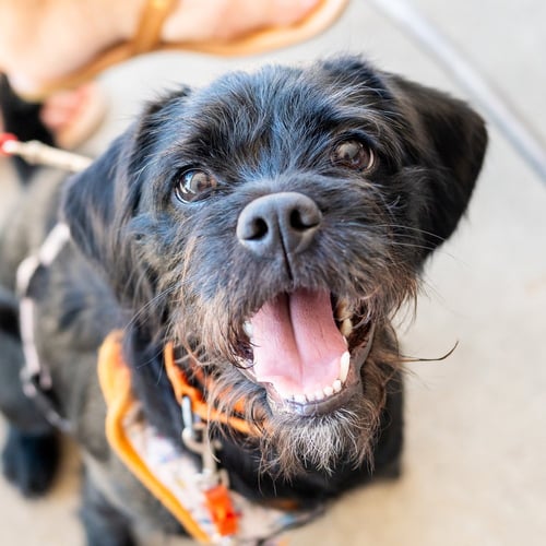 FIZZY - Terrier for adoption in Kenosha
