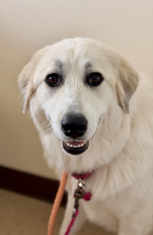 AVA - Great Pyrenees available for adoption