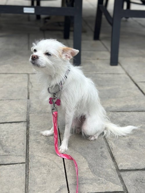 CASEY - Terrier available for adoption