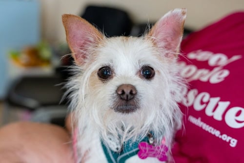 CASEY - Terrier for adoption in Kenosha