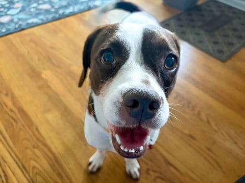 TRAVIS - French Bulldog available for adoption