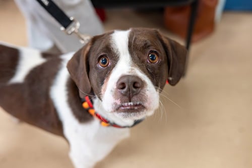 TRAVIS - French Bulldog for adoption in Kenosha