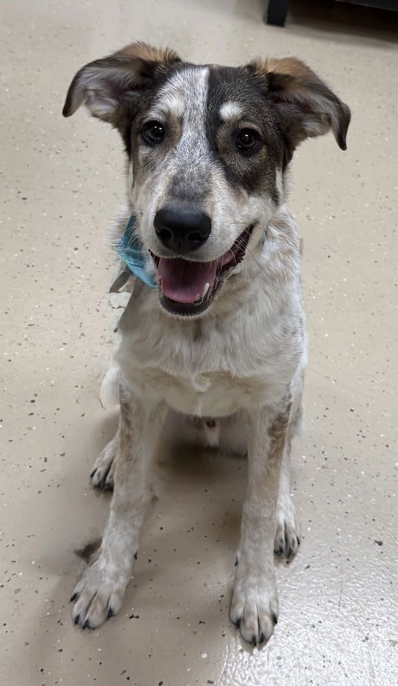 RUMBLE - Shepherd available for adoption