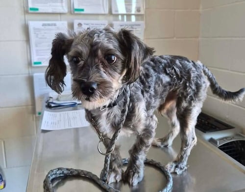 CICERO - Poodle (Miniature) available for adoption