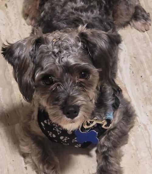 CICERO - Poodle (Miniature) available for adoption