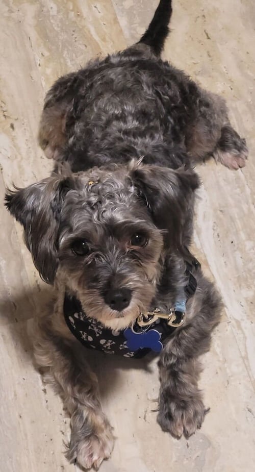 CICERO - Poodle (Miniature) available for adoption