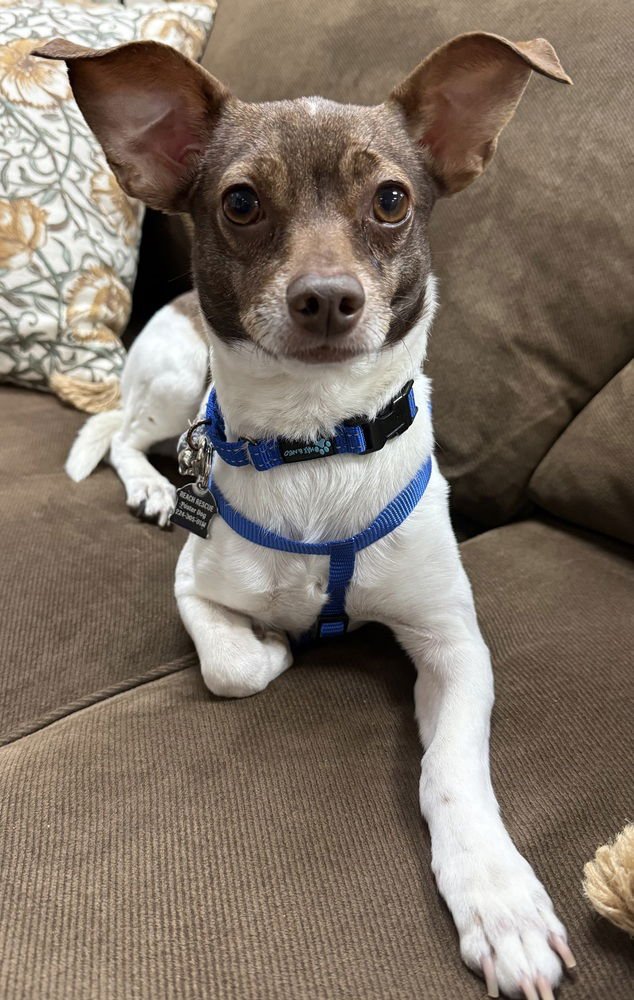 SILO - Chihuahua available for adoption