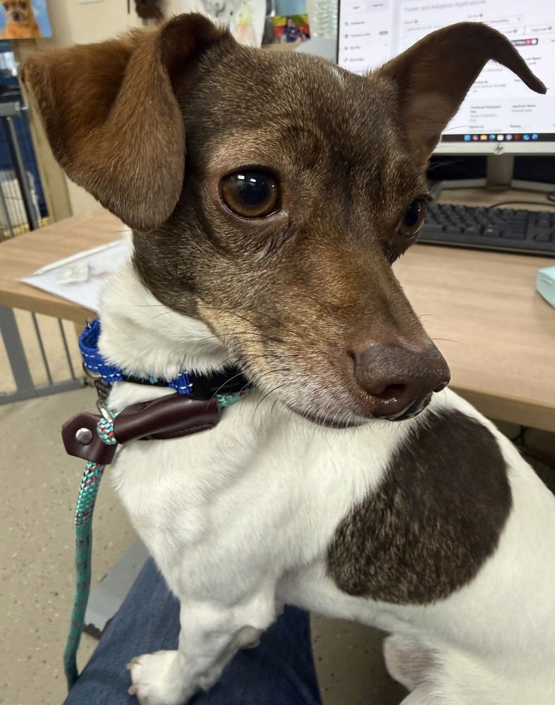 SILO - Chihuahua available for adoption