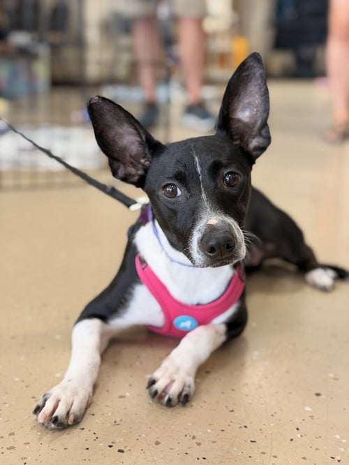 NELLIE - Terrier available for adoption