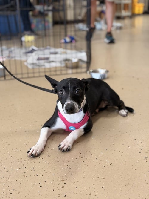 NELLIE - Terrier available for adoption