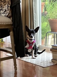 Nellie - Photo 4