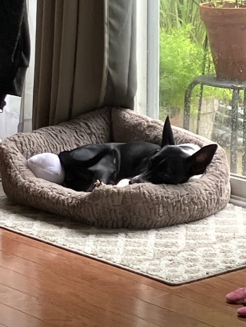 NELLIE - Terrier available for adoption