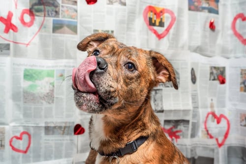 MOE - Boxer available for adoption