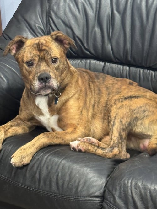 MOE - Boxer available for adoption