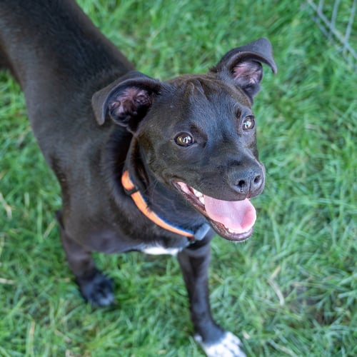 NOCHECITA - Terrier available for adoption