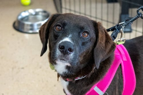 CHEYENNE - Border Collie available for adoption