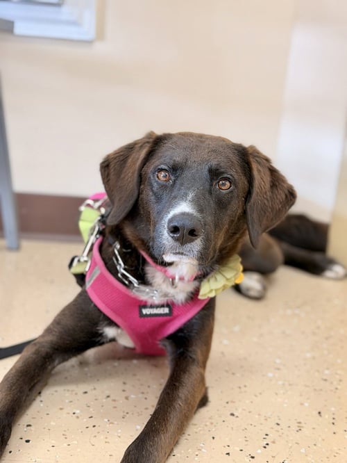 CHEYENNE - Border Collie available for adoption