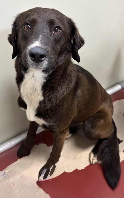 CHEYENNE - Border Collie available for adoption