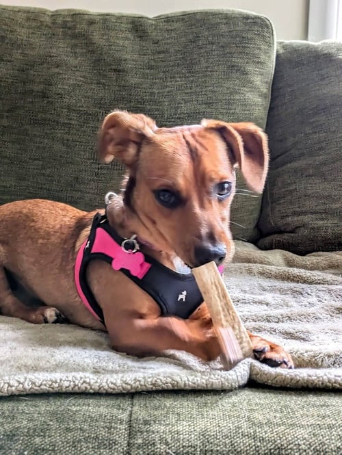 HONEYBEE - Terrier available for adoption