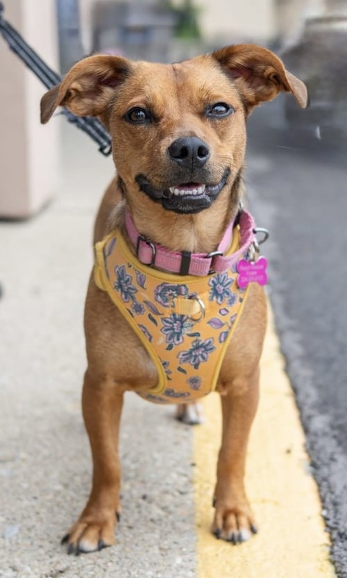 HONEYBEE - Terrier available for adoption