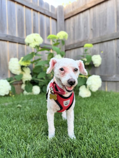 COCOMELON - Poodle (Miniature) available for adoption