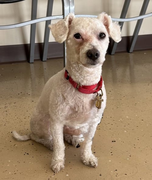 COCOMELON - Poodle (Miniature) available for adoption