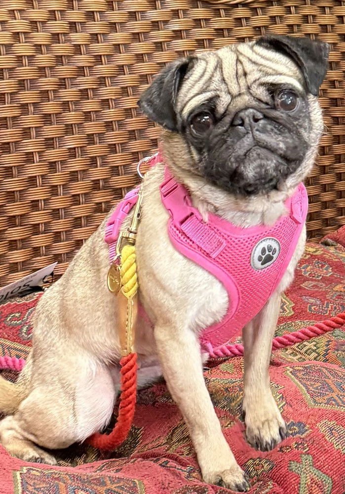 EDA - Pug available for adoption