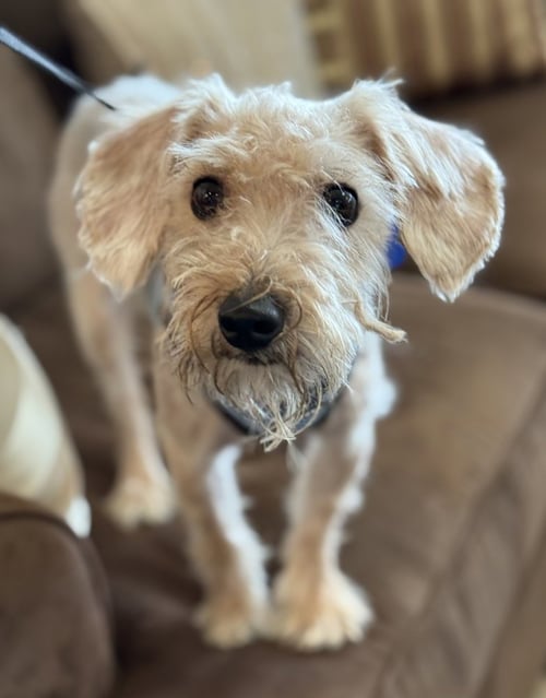 TEDDY ROOSEVELT - Yorkshire Terrier Yorkie available for adoption
