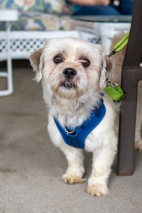 OZZY - Shih Tzu available for adoption