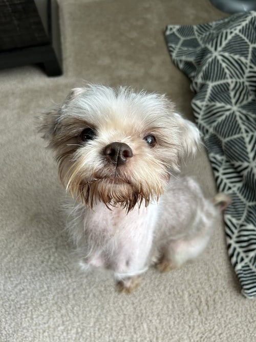 PHILLIP - Shih Tzu / Terrier available for adoption