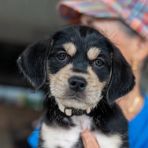 JOSE JOSE - Chihuahua / Shih Tzu for adoption in Kenosha
