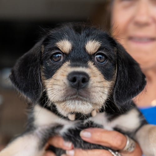 JOSE JOSE - Chihuahua / Shih Tzu available for adoption