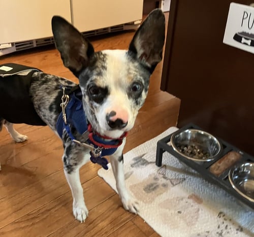 MARTY - Chihuahua available for adoption