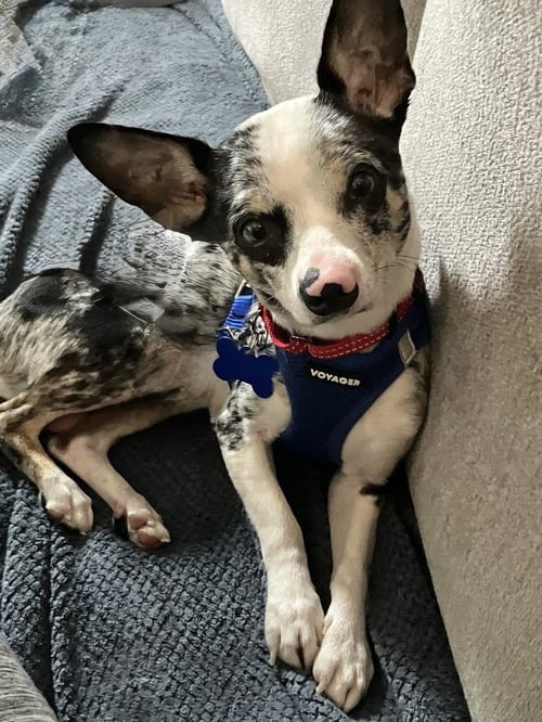 MARTY - Chihuahua available for adoption