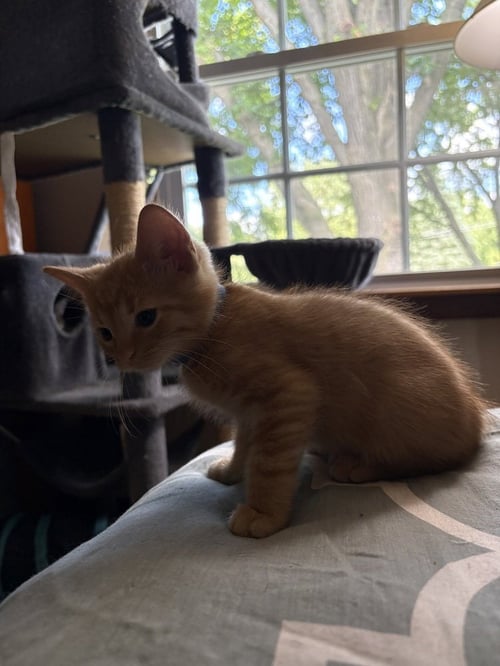 MY CHEMICAL ROMANCE - Domestic Short Hair available for adoption